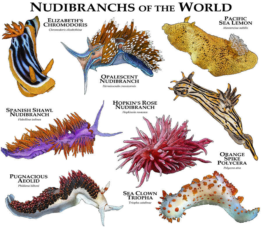 Nudibranches Of The World Photograph by Roger Hall