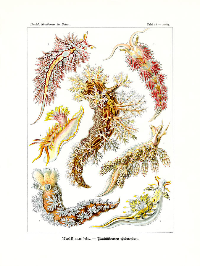 Ernst Haeckel Drawing - Nudibranchia by Ernst Haeckel