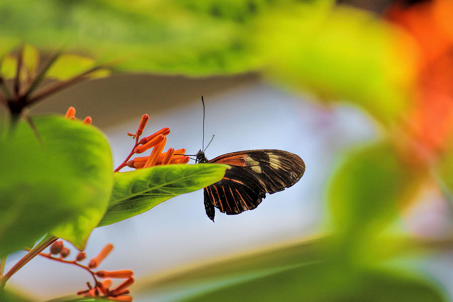 Butterfly Photograph - Numata Longwing Butterfly 2 by Becca Buecher