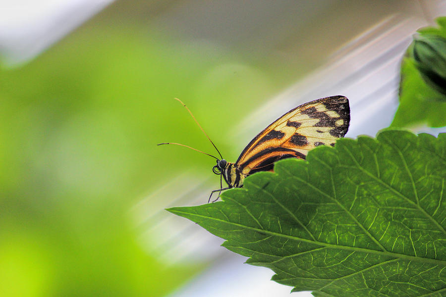 Butterfly Photograph - Numata Longwing Butterfly 3 by Becca Buecher