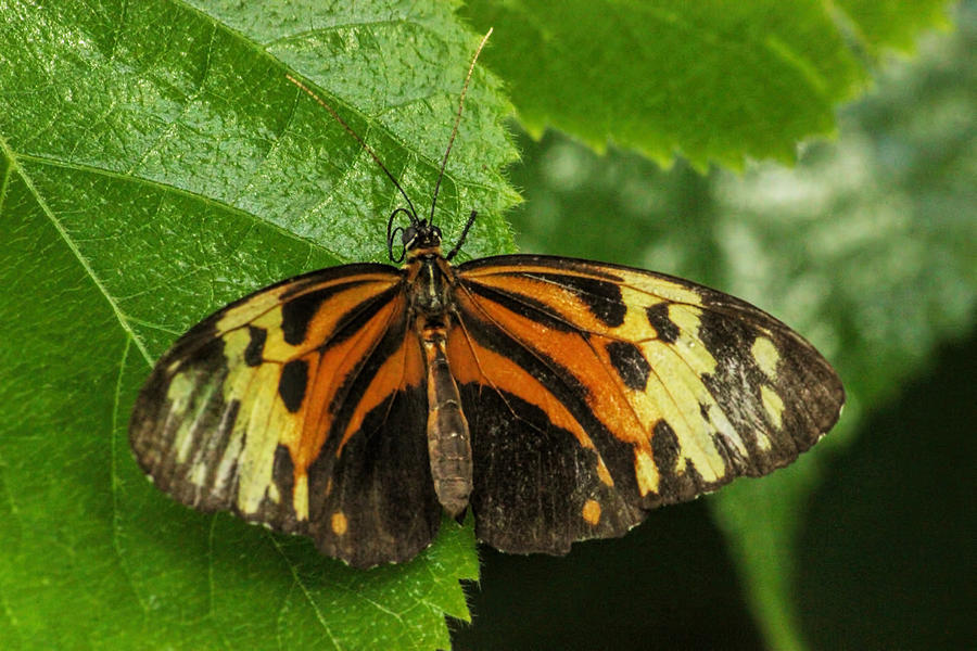 Butterfly Photograph - Numata Longwing Butterfly by Becca Buecher