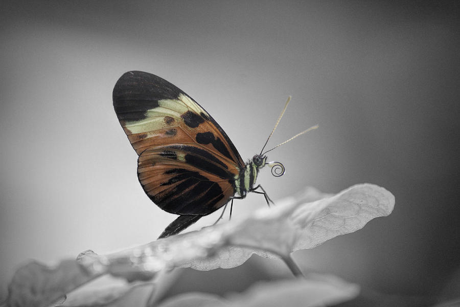 Black And White Photograph - Numata Longwing Butterfly-Nectar by Becca Buecher