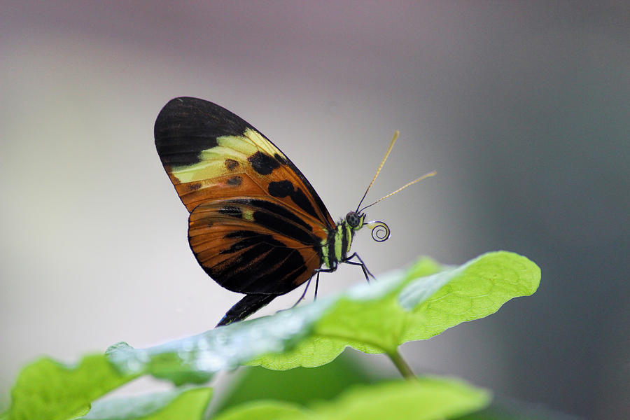 Butterfly Photograph - Numata Longwing Butterfly-Nectar in Color by Becca Buecher