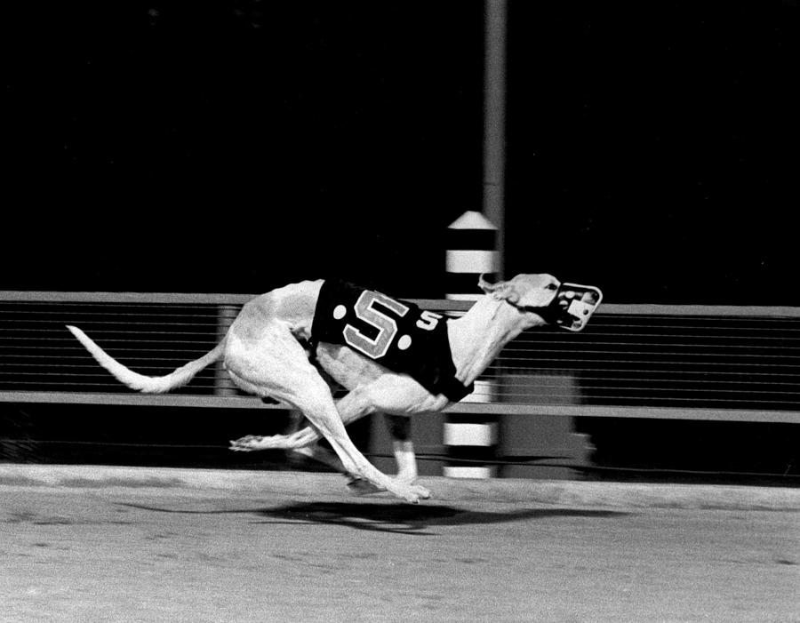 Number 5 flys down the stretch Photograph by Retro Images Archive