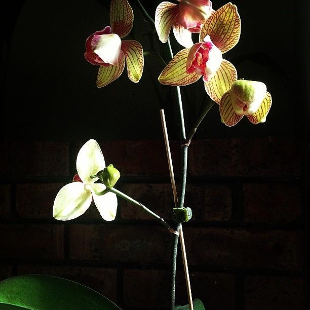 Orchids Photograph - Number 5 Is Alive!!! Cannot Believe by Lisa Barrett