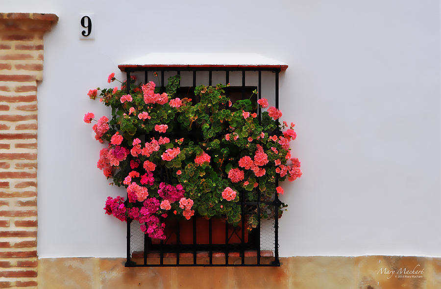 Number 9 - Geraniums in the Window Photograph by Mary Machare