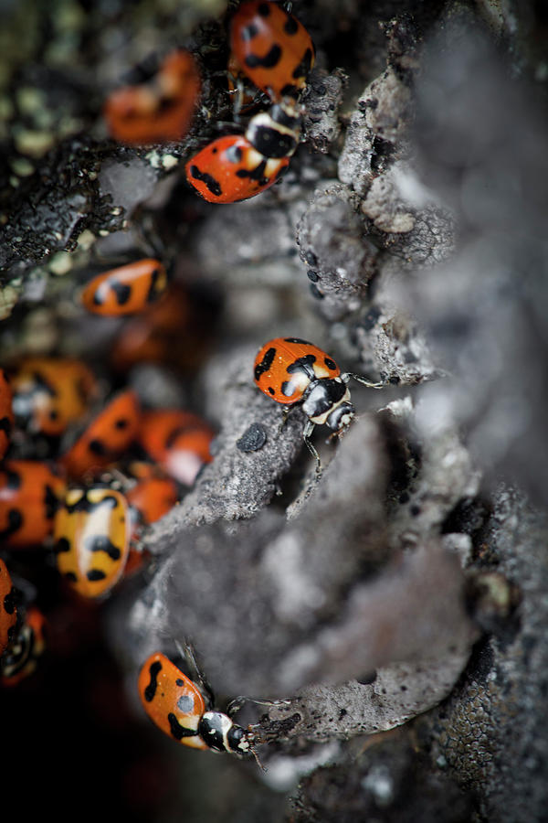 Numerous Ladybugs Coccinellidae Photograph by Christopher Kimmel - Pixels