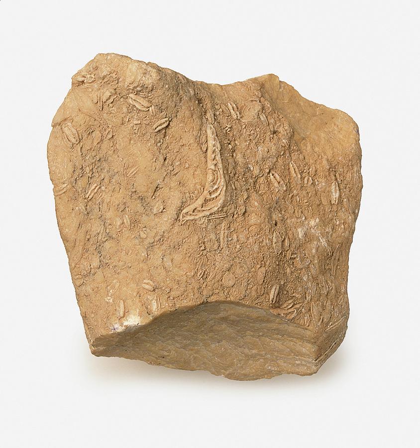 Nummulitic Limestone Rough With Fossils Photograph by Dorling