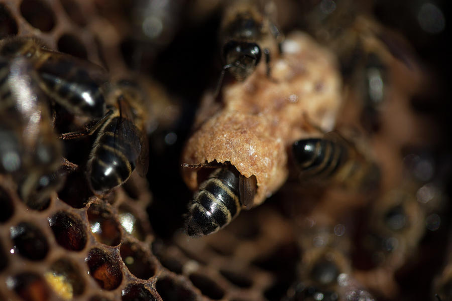 Worker Bees Photograph - Nurse Bees Take Care Of A Queen Bee Egg by Chico Sanchez Worker Bees Photograph - Nurse Bees Take Care Of A Queen Bee Egg by Chico Sanchez