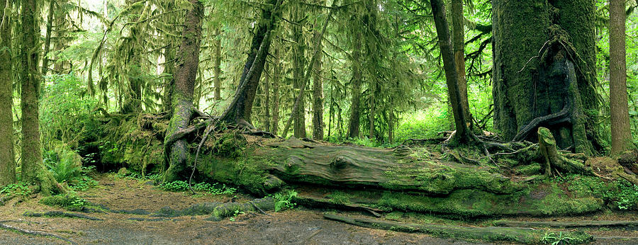 Nurse Log Photograph By Peter Scoones/science Photo Library - Fine Art ...