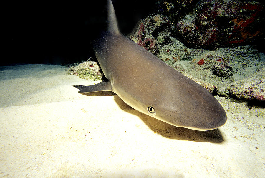 Nurse Shark Resting Photograph By Charles Angelo Fine Art America