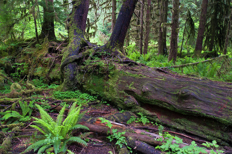 Nurselog In The Temperate Rainforest Photograph by Ed Reschke