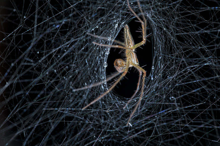 Nursery Web Spider On Its Nursery Web Photograph by Melvyn Yeo