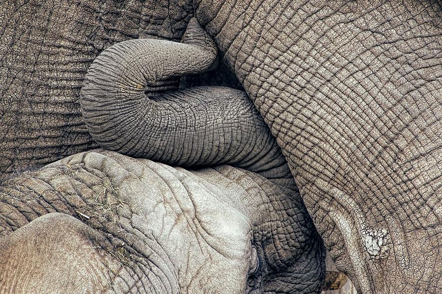 Nursing Baby Elephant Breastfed By Mother Photograph by Tracie Schiebel