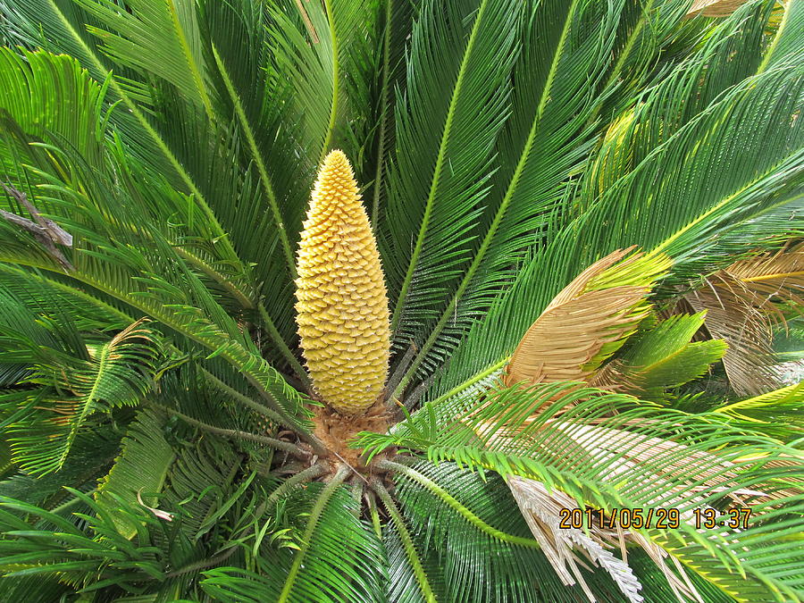 Nut Palm Photograph by Tina M Wenger | Fine Art America