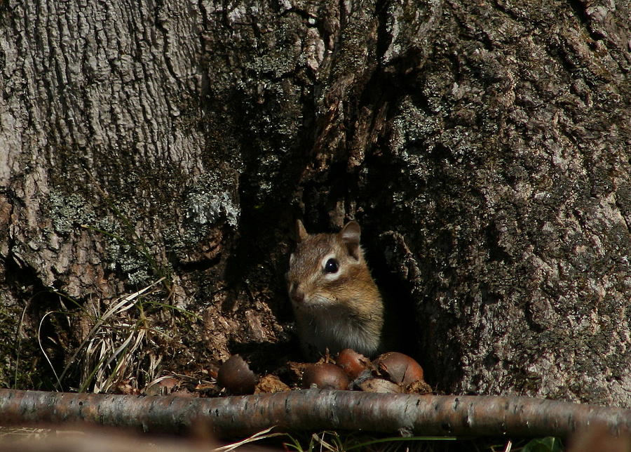 Nut Therapy  Photograph by Neal Eslinger
