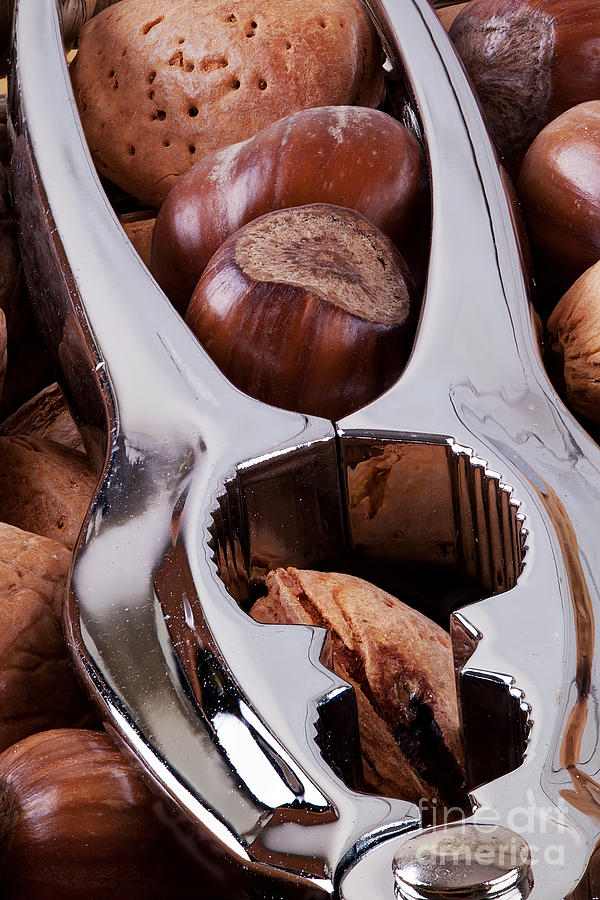 Nutcracker with nuts closeup Photograph by Simon Bratt