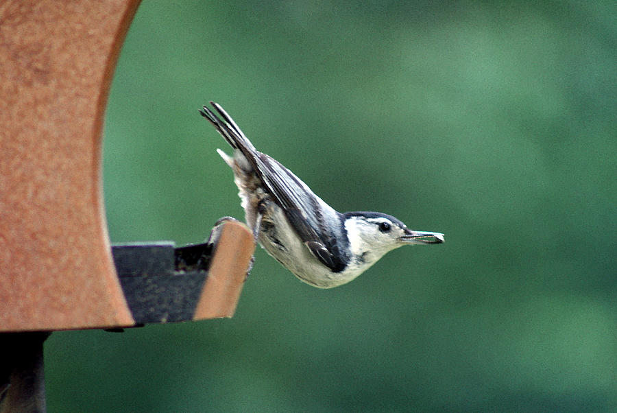 Nuthatch Bird Photograph by Karen Adams