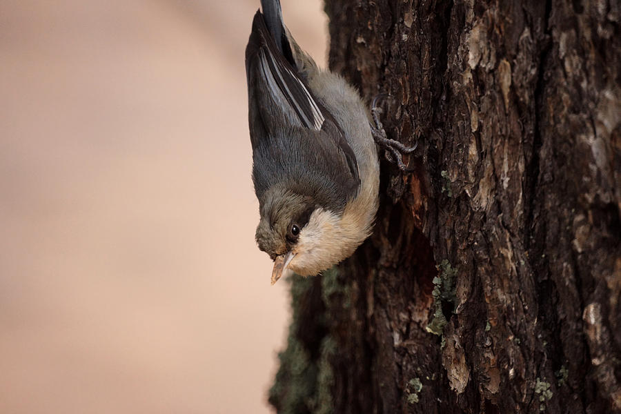 Nuthatch Photograph by Ernest Echols