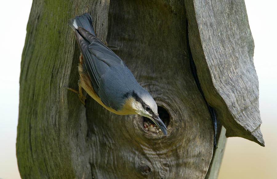 Bird Photograph - Nuthatch Feeding by Chris Clark