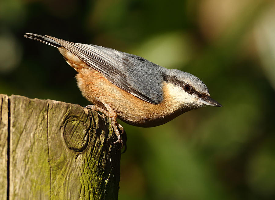 Nuthatch Photograph by Grant Glendinning