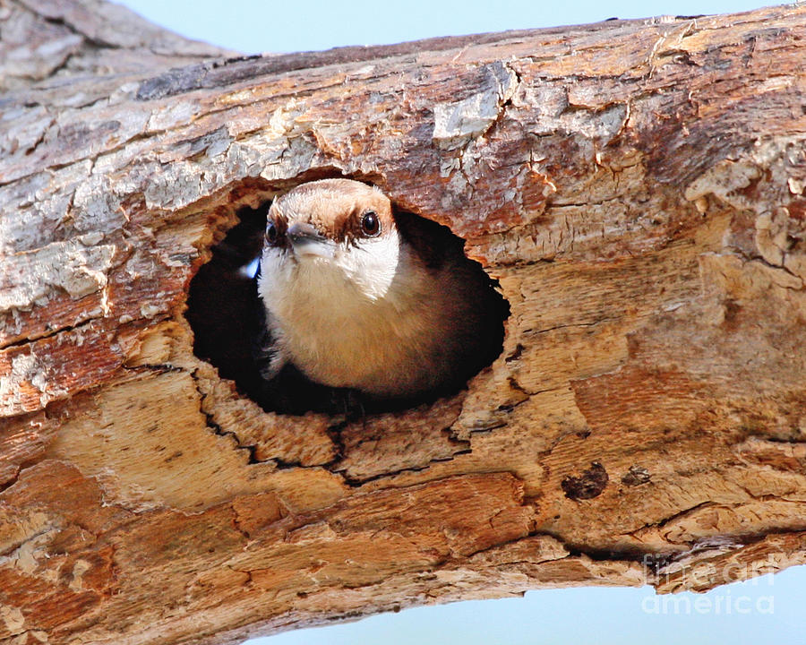Nuthatch Bird in Nest Photograph by Luana K Perez
