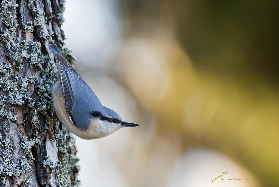 Nuthatch in the classical position Photograph by Torbjorn Swenelius