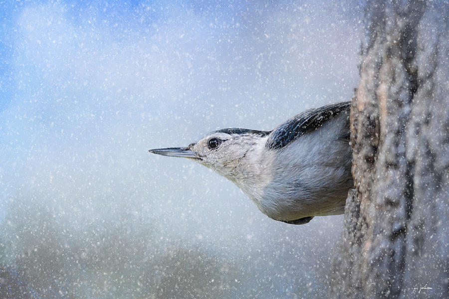 Nuthatch In The Snow Photograph by Jai Johnson