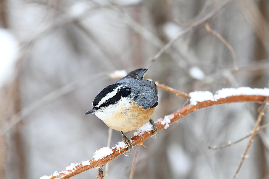 Nuthatch in Winter Photograph by Peggy Collins