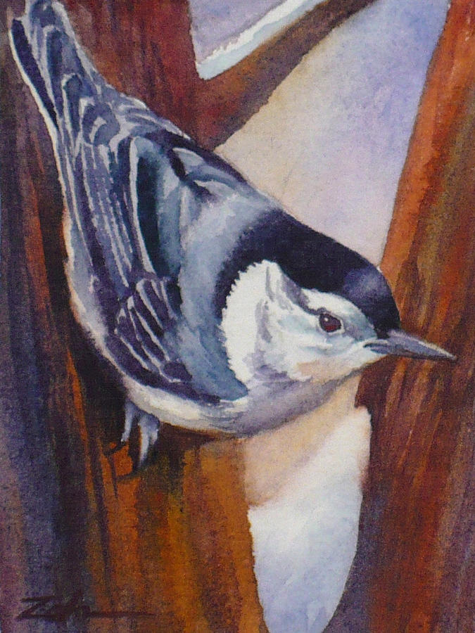 Nuthatch Painting by Janet Zeh