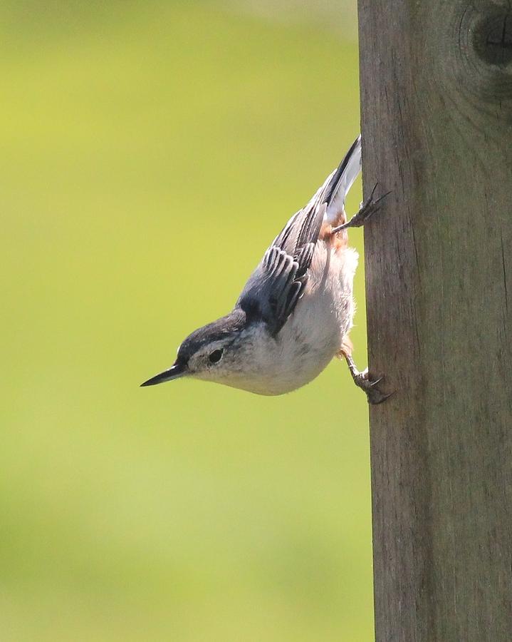 Nuthatch Photograph by Lucinda VanVleck