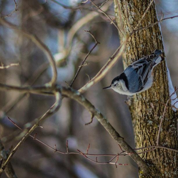 Nature Photograph - Nuthatch #nature #nuthatch #canon by Sharon Wilkinson
