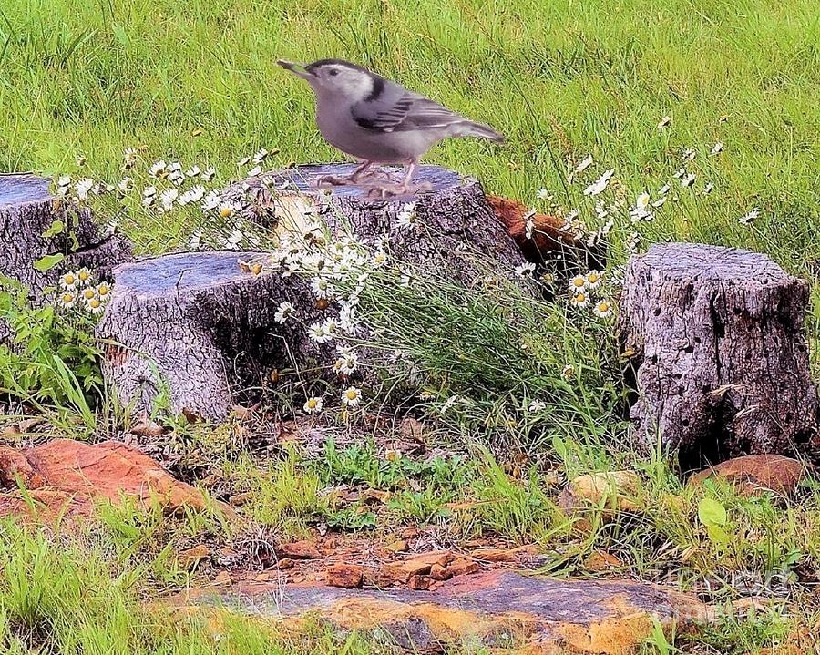White Breasted Nuthatch on Stump in Osage County Photograph by Janette Boyd