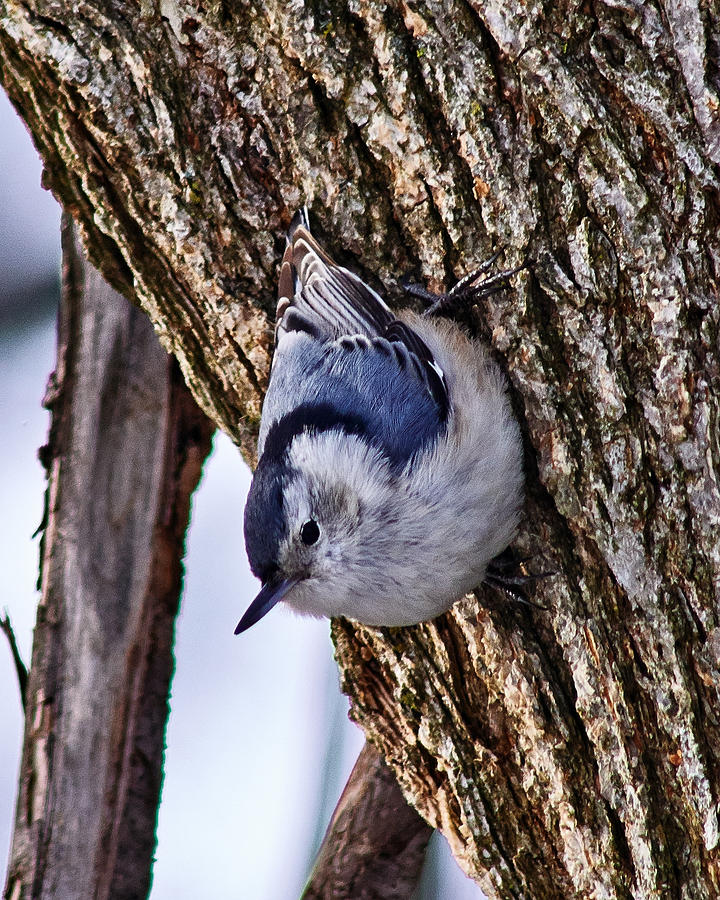 Nuthatch on tree. Photograph by Bob Arens - Fine Art America