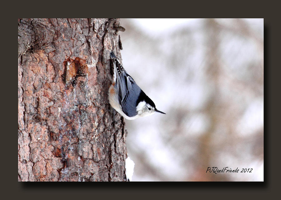 Nuthatch Pose Photograph by PJQandFriends Photography
