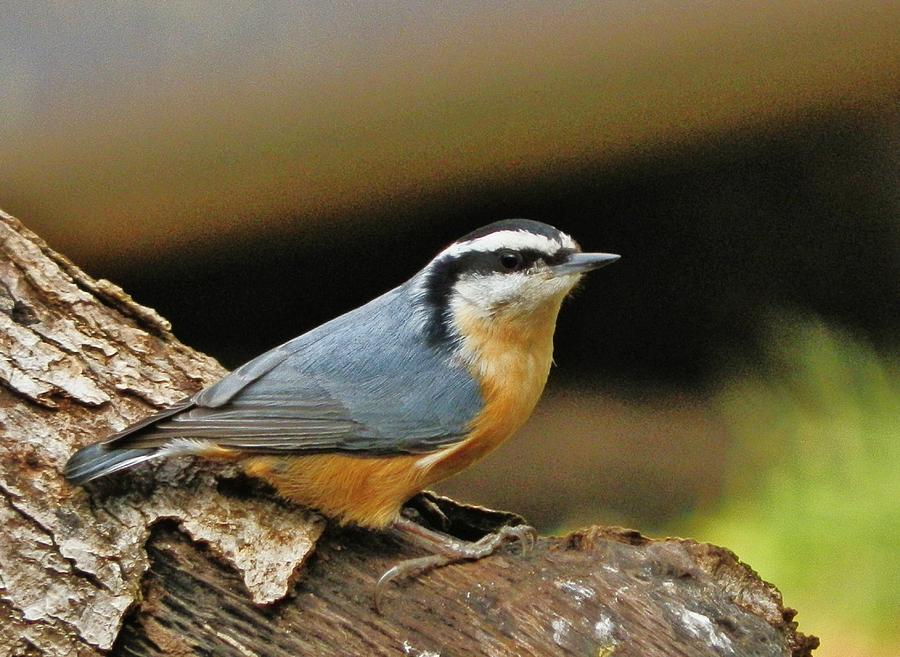 Nuthatch Pose Photograph by VLee Watson