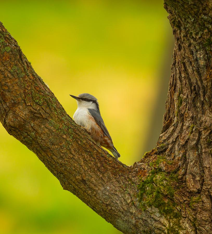 Nuthatch Photograph by Rose-Maries Pictures