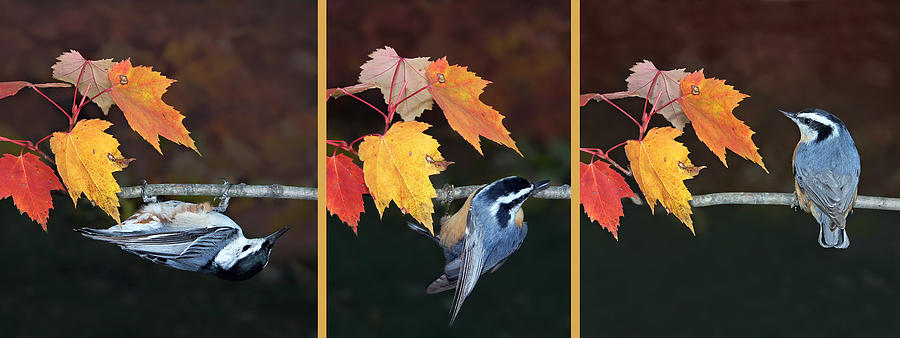 Nuthatch Sequence Photograph by Leda Robertson
