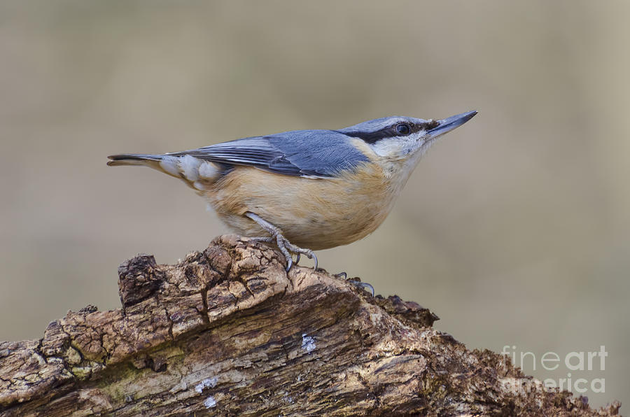 Nuthatch Photograph by Steev Stamford