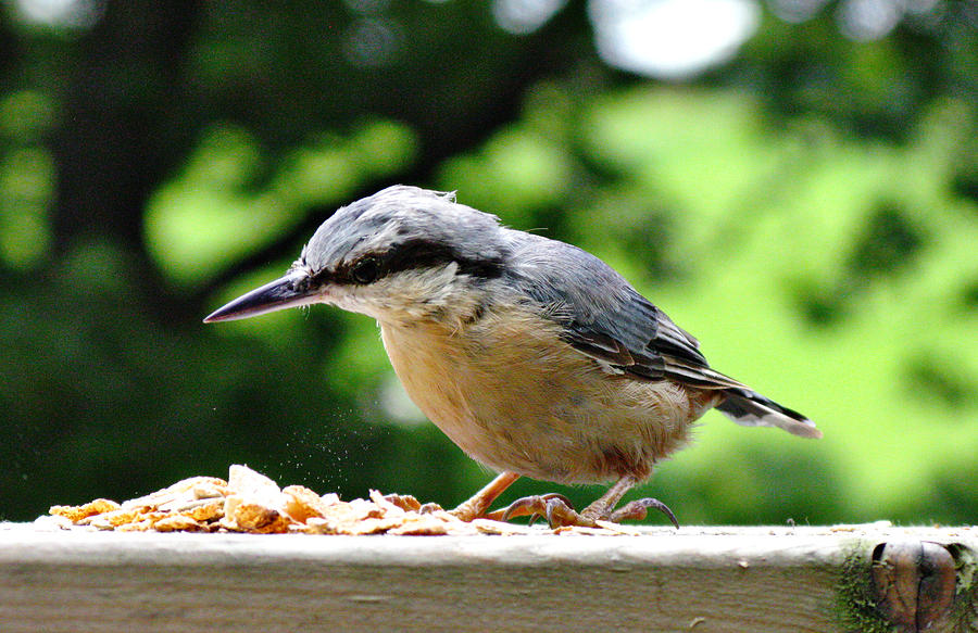 Nuthatch Photograph by Tom Conway