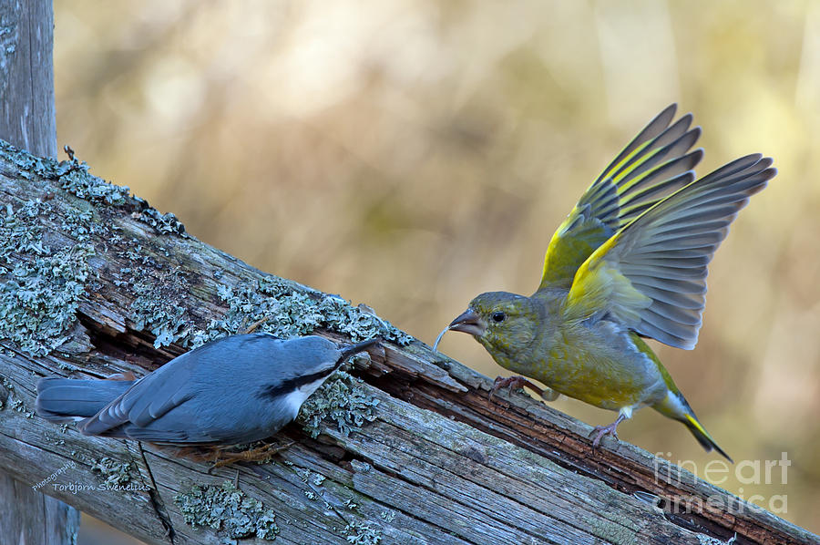 Nuthatch vs Greenfinch Photograph by Torbjorn Swenelius