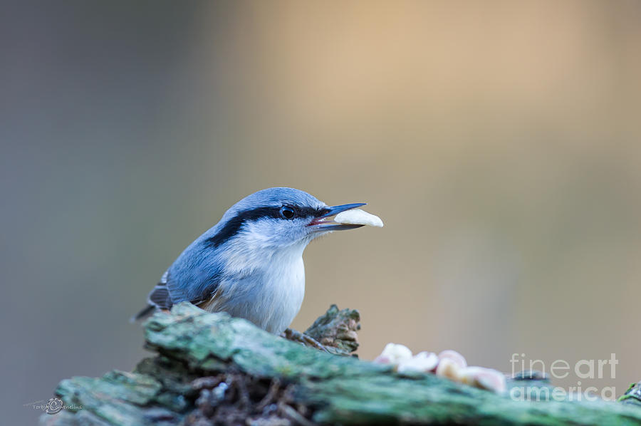 Nuthatchs Nut Photograph by Torbjorn Swenelius