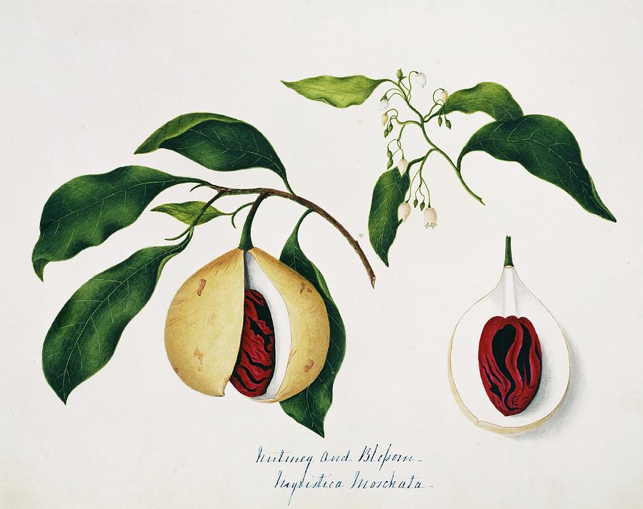 Mountain Photograph - Nutmeg Fruits And Seeds by Natural History Museum, London/science Photo Library