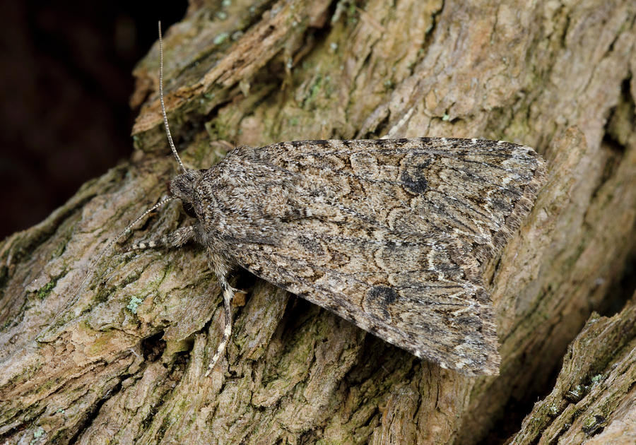 Nutmeg Moth Photograph by Nigel Downer
