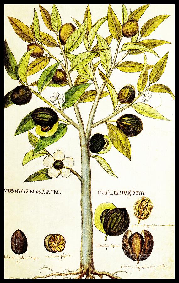Nutmeg Plant Botanical Drawing by Rose Santuci-Sofranko