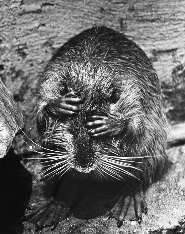 Nutria Covering Its Eyes Photograph by Jeanne White