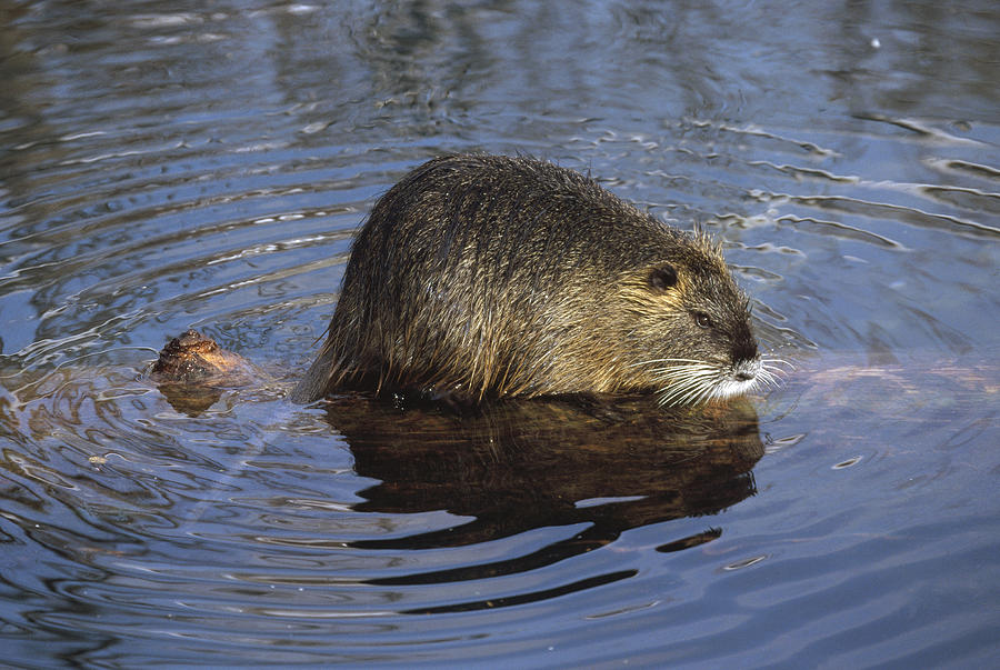 Nutria Standing On Log Photograph by Konrad Wothe