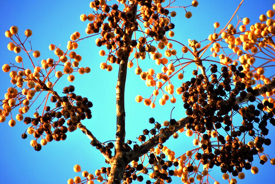 Nature Photograph - Nuts and Berries by Matt Quest