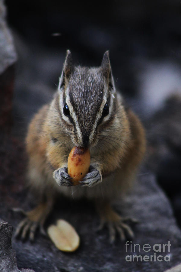 Nuts Photograph by Alyce Taylor