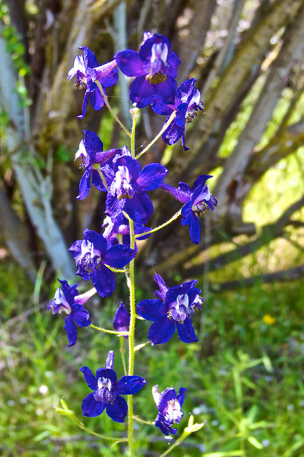 Nuttalls Larkspur in Park Sierra ,California Photograph by Ruth Hager